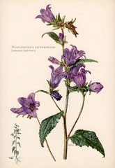Campanule gantelée fleur sauvage mauve